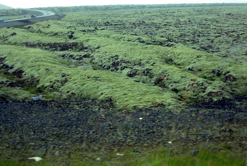 Racomitrium lanuginosum
